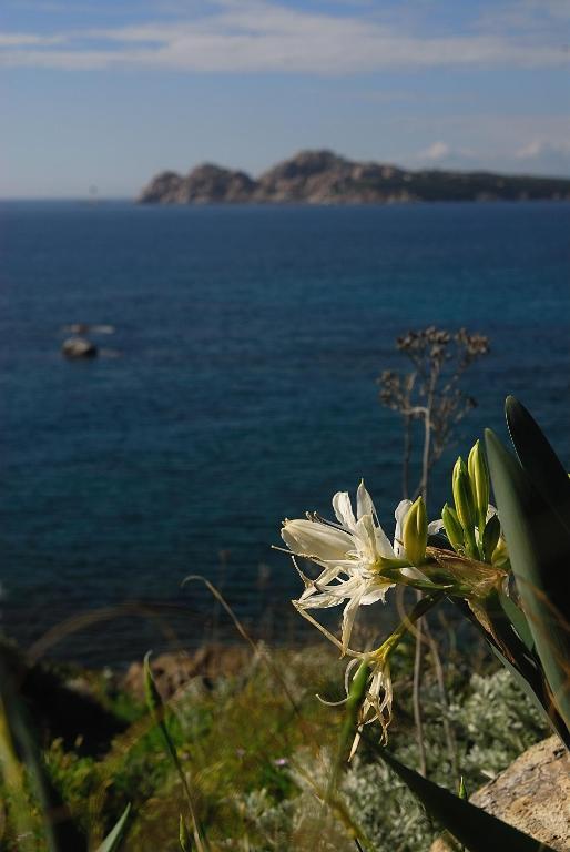La Chicca Di Francesca Bed & Breakfast Santa Teresa Gallura Eksteriør bilde